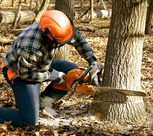 Tree Removal in Danciger, TX